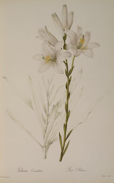 Lilium Candidum, z 